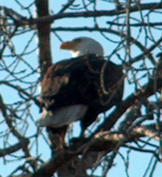 Does the eagle soar at your command and build his nest on high?...Job 39:27